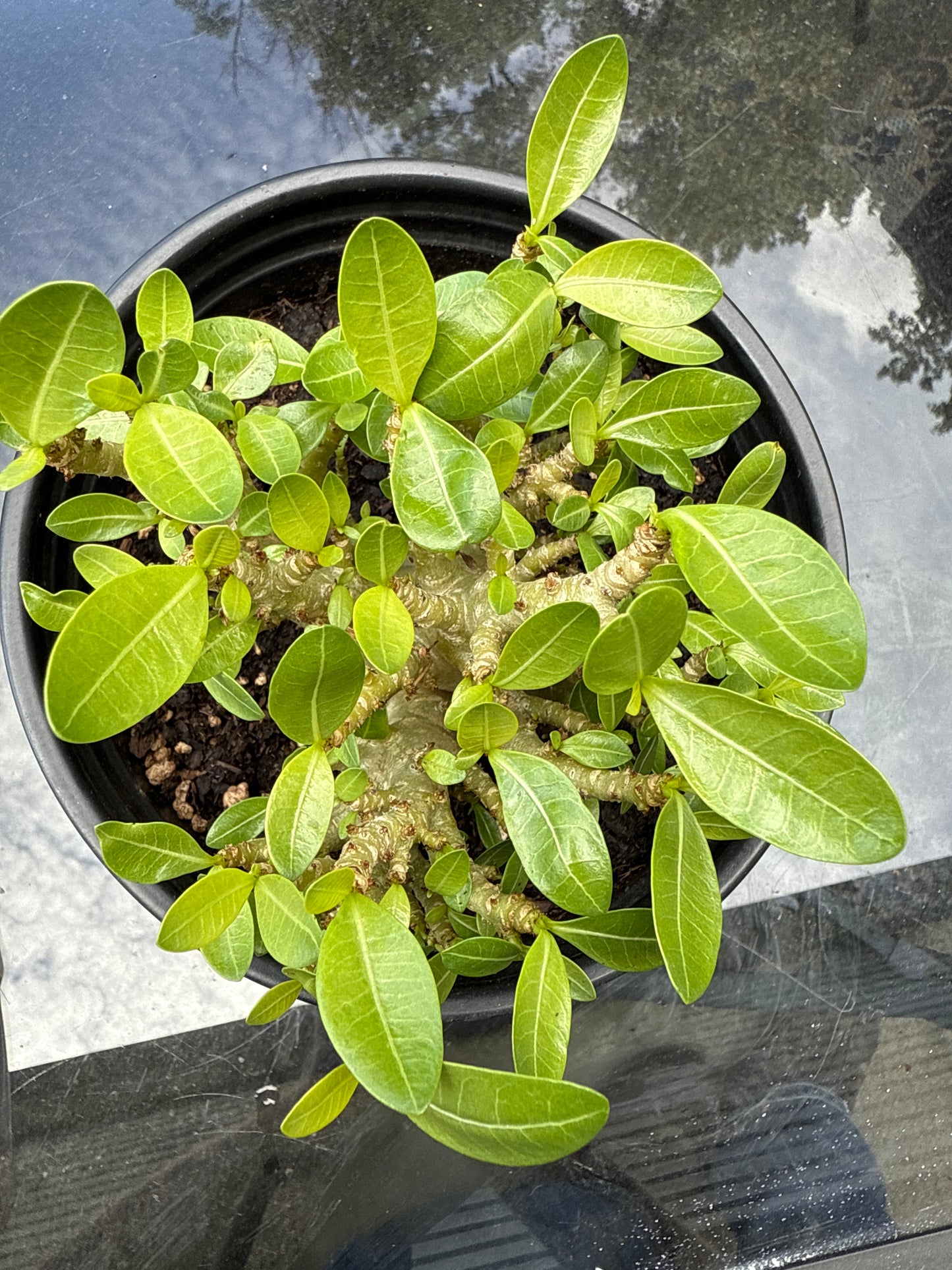 Adenium Arabicum Hybrid