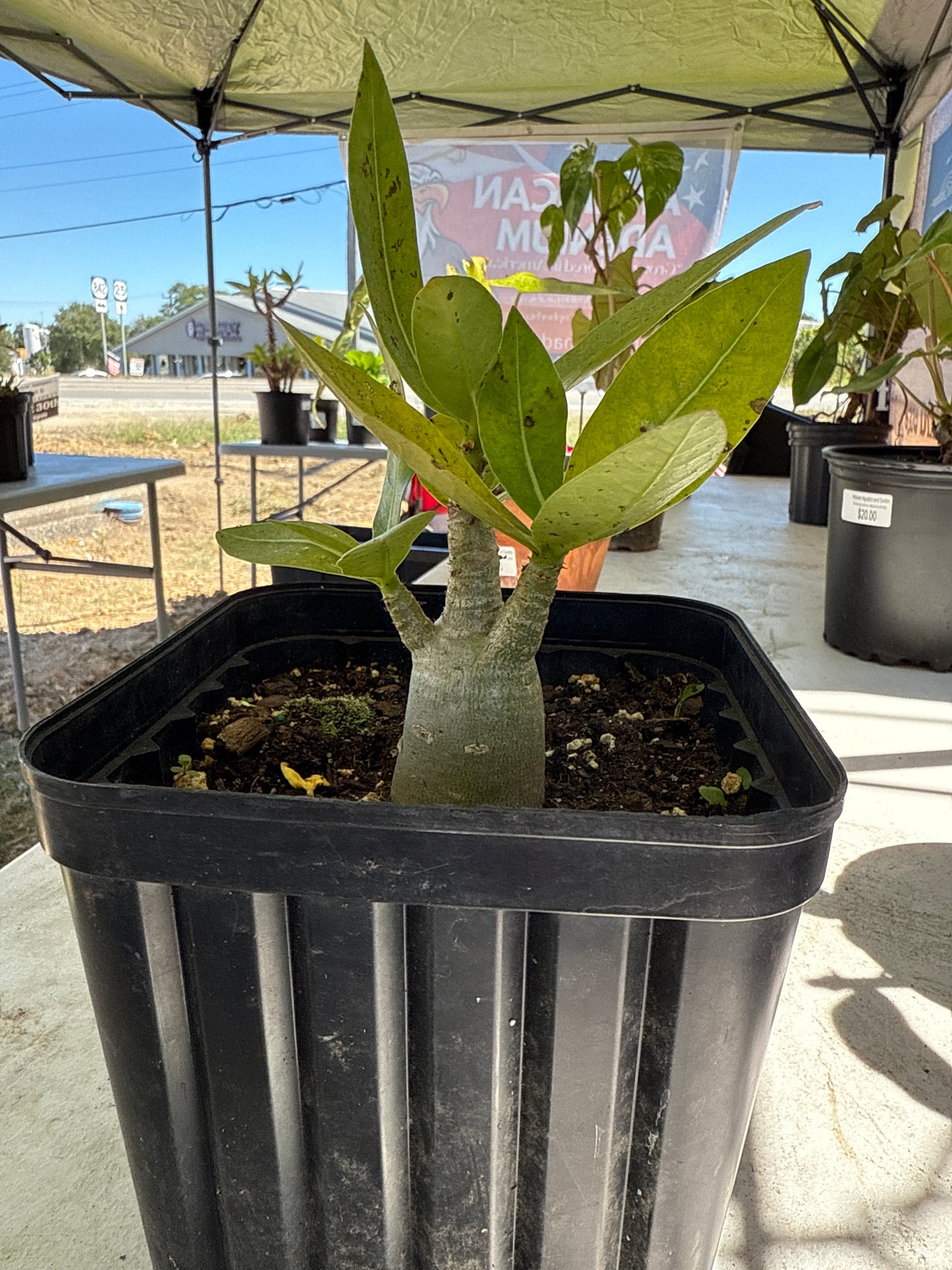 Adenium Arabicum Hybrid