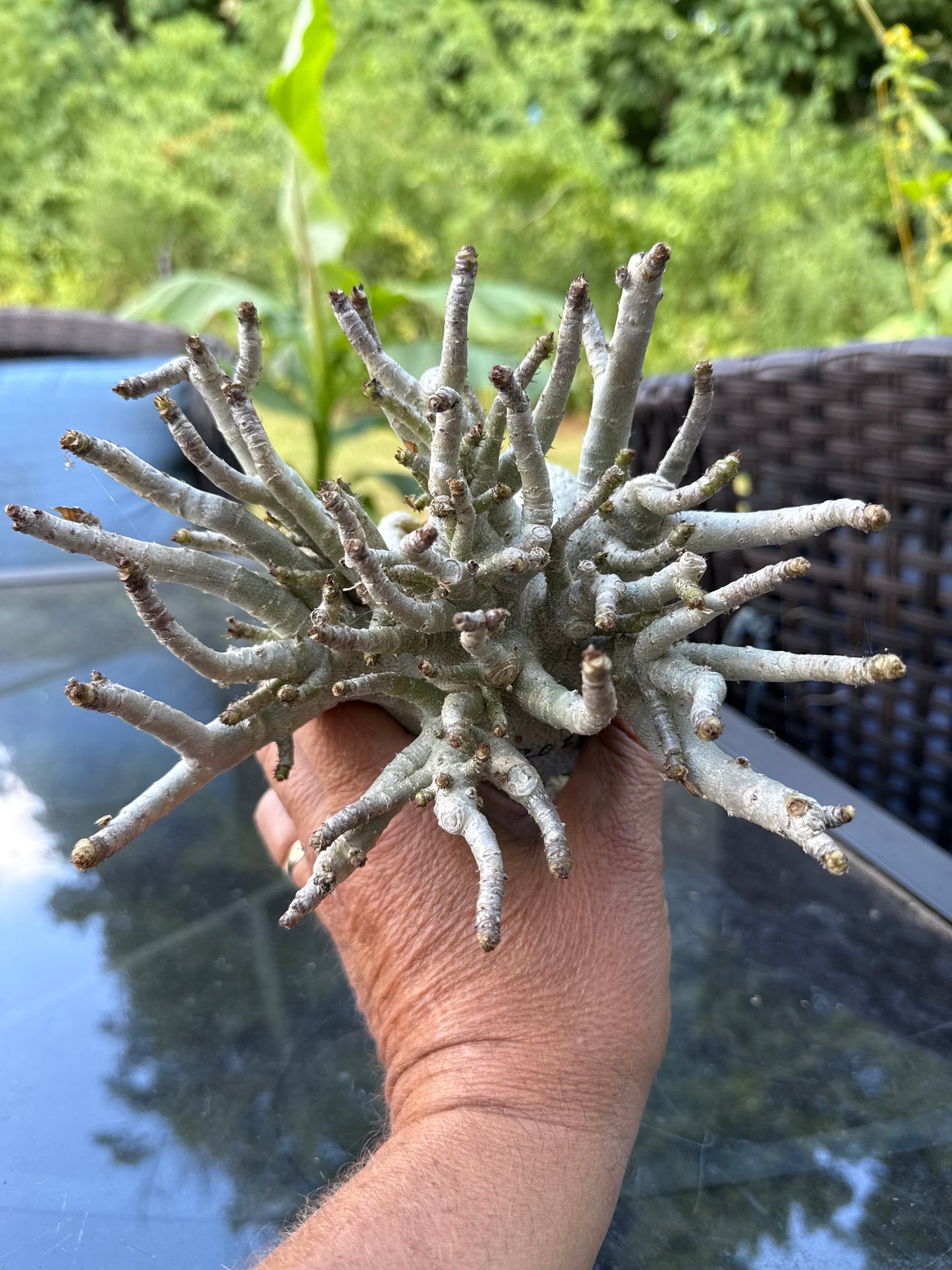 Adenium Thai Socotranum Arabicum
