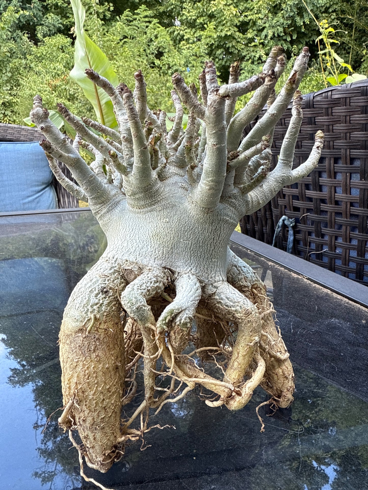 Adenium Thai Socotranum Arabicum