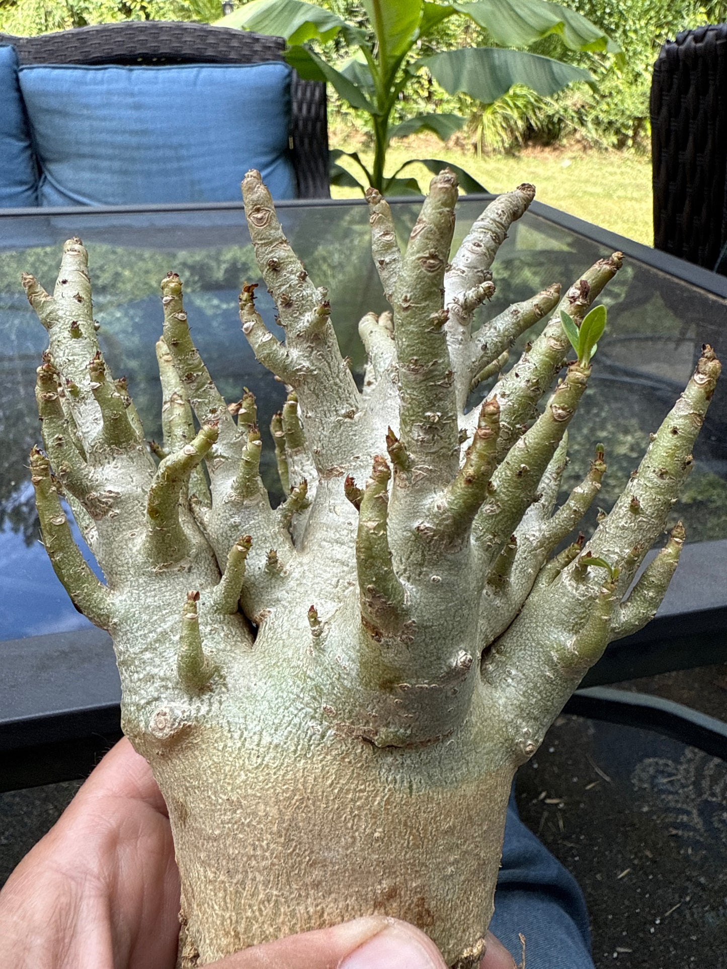 Adenium Thai Soco Arabicum hybrid
