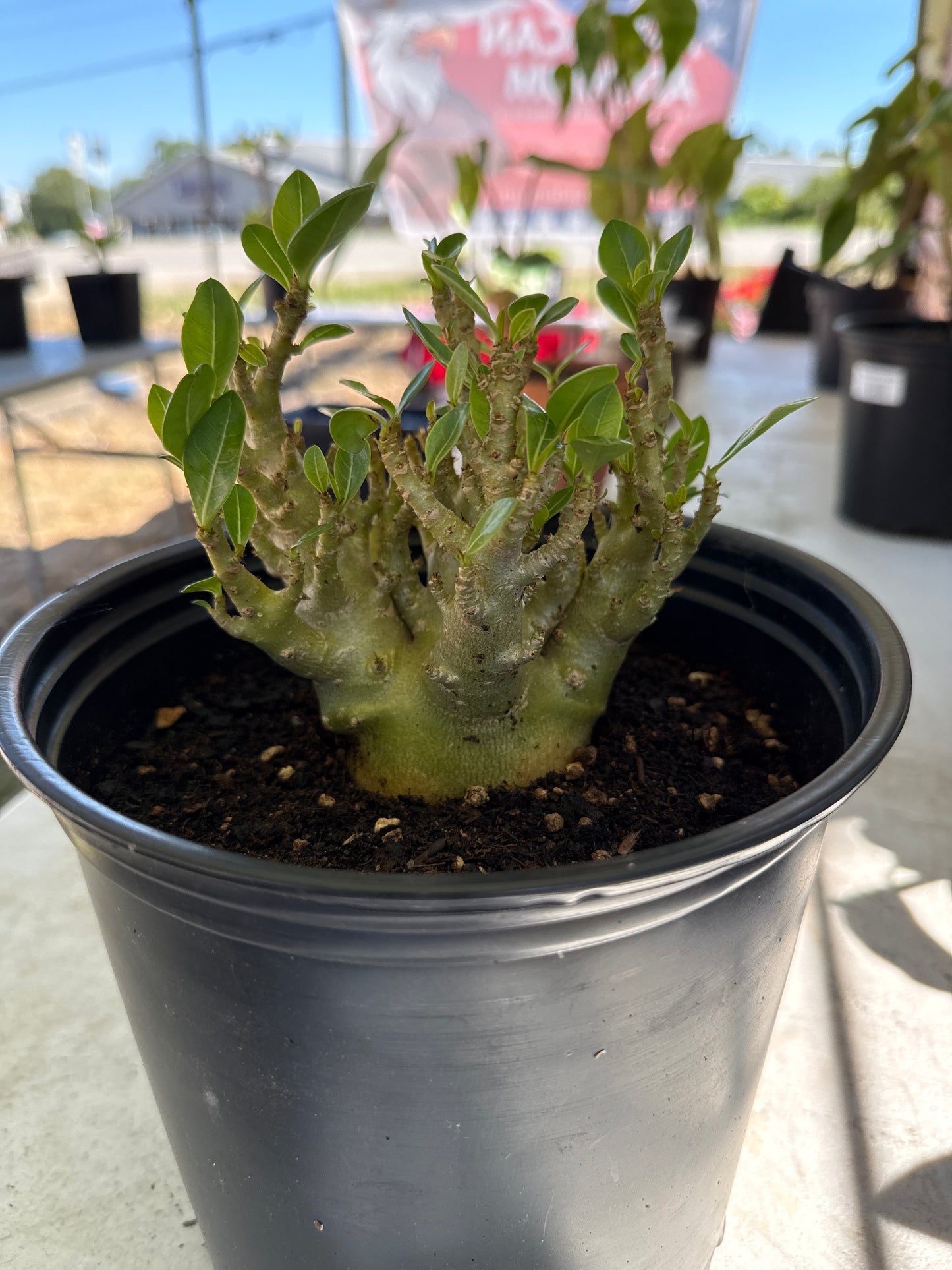 Adenium Socotranum Arabicum Hybrid