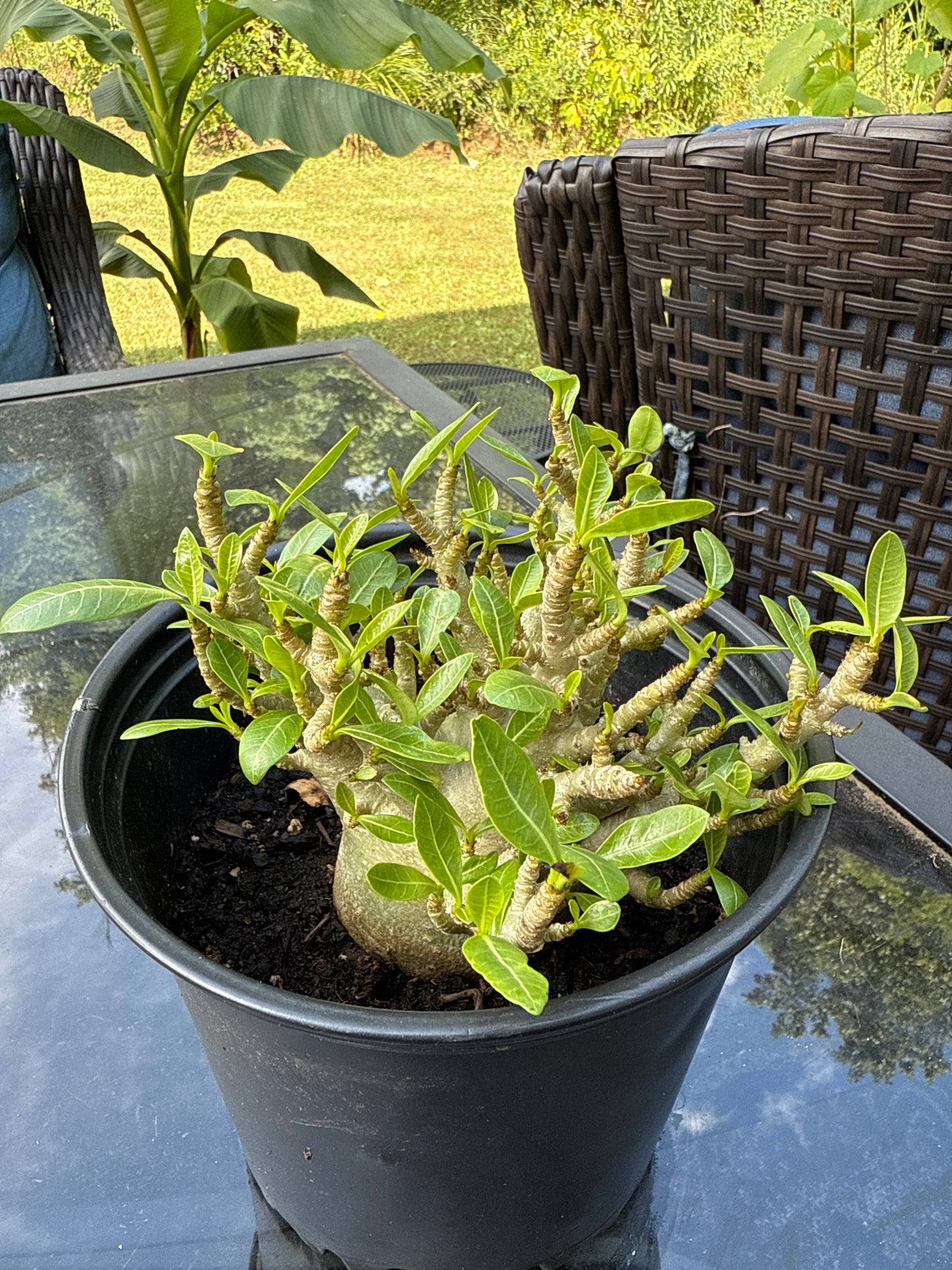Adenium Arabicum Hybrid