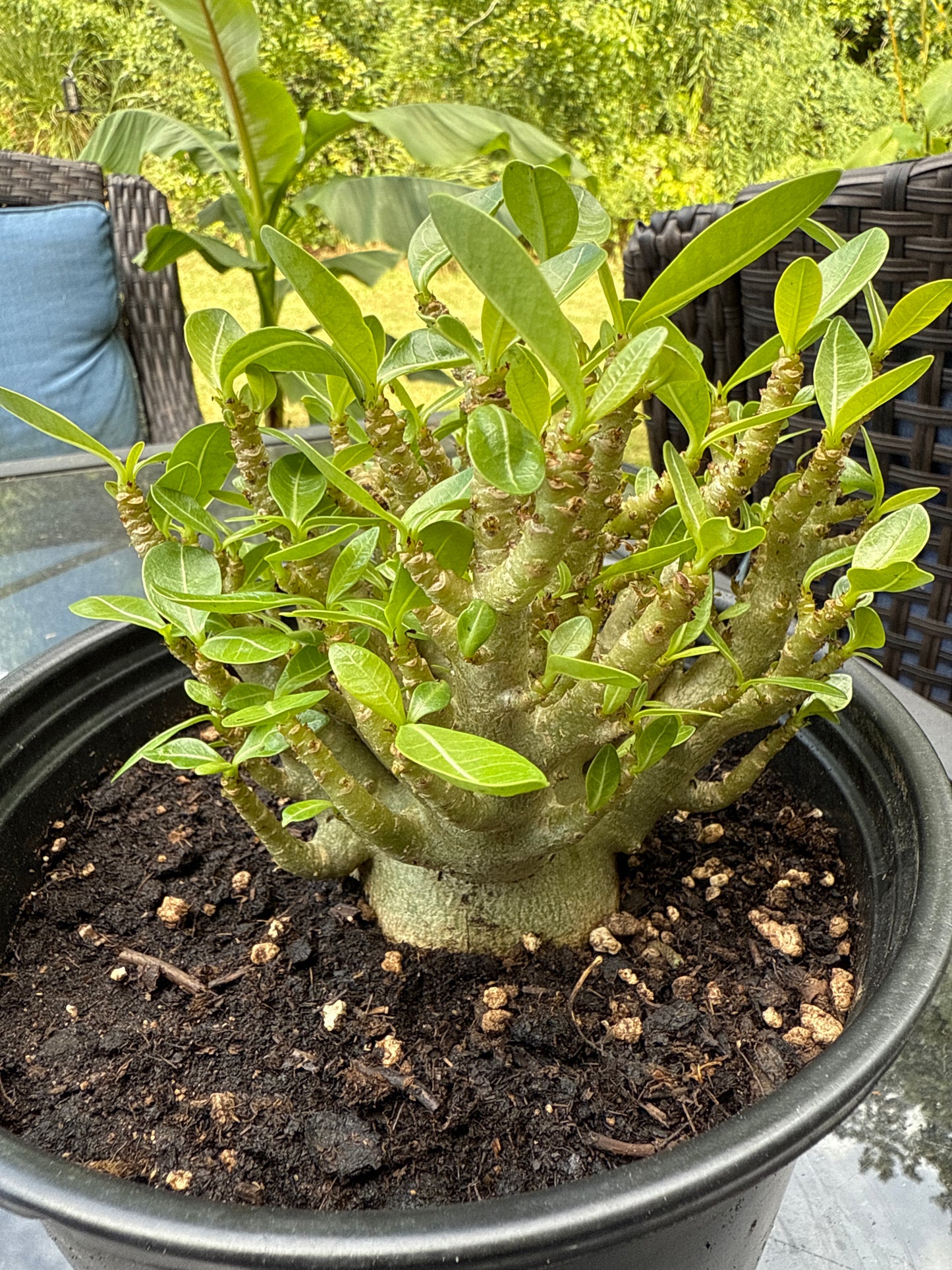 Adenium Arabicum Hybrid