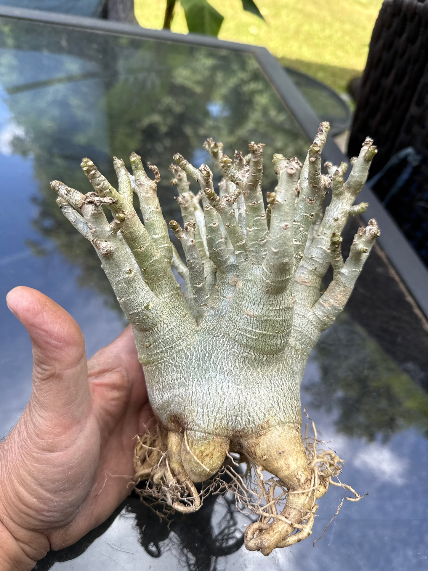 Adenium Thai Socotranum Arabicum