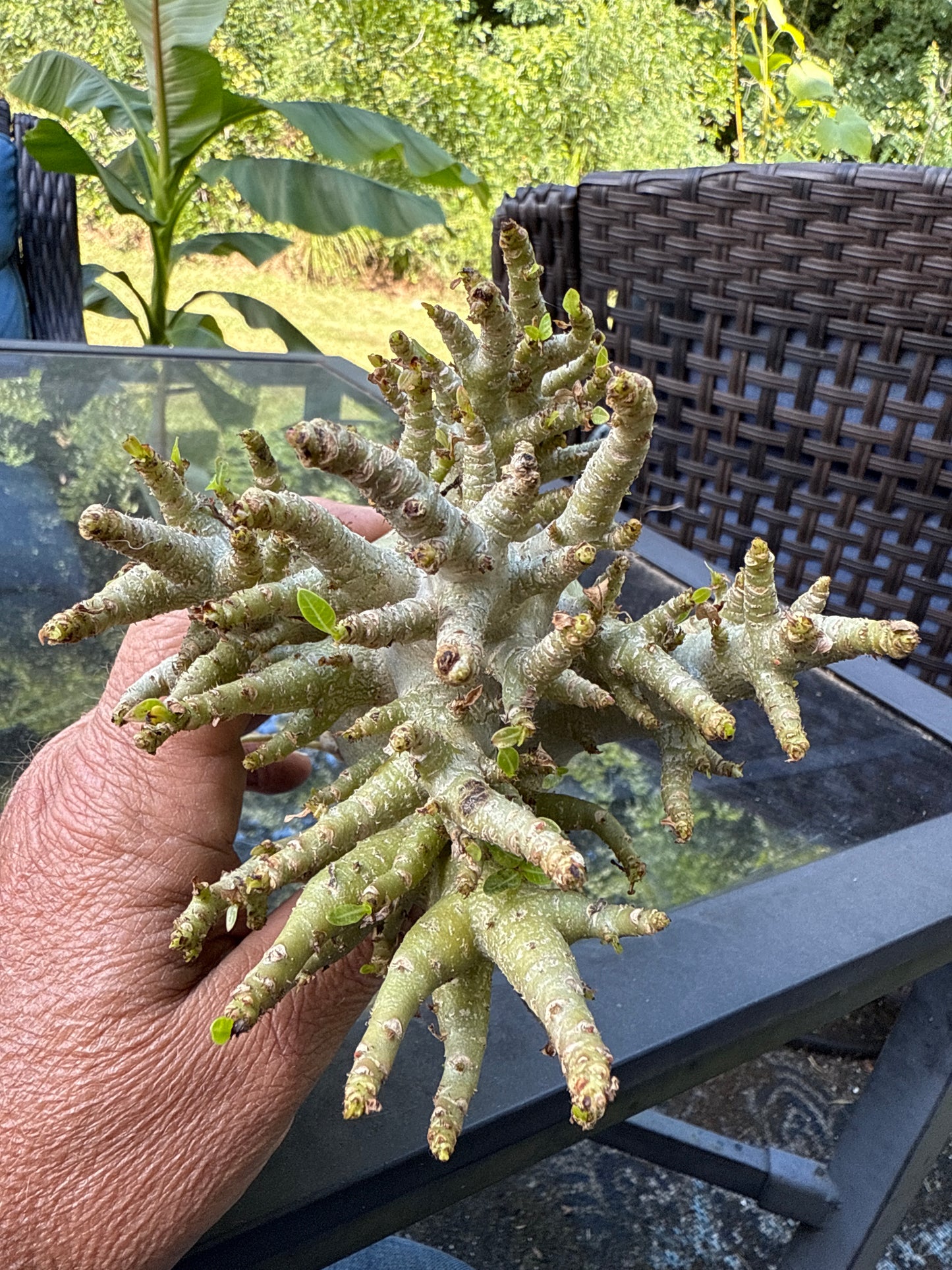 Adenium Thai Socotranum Arabicum Hybrid