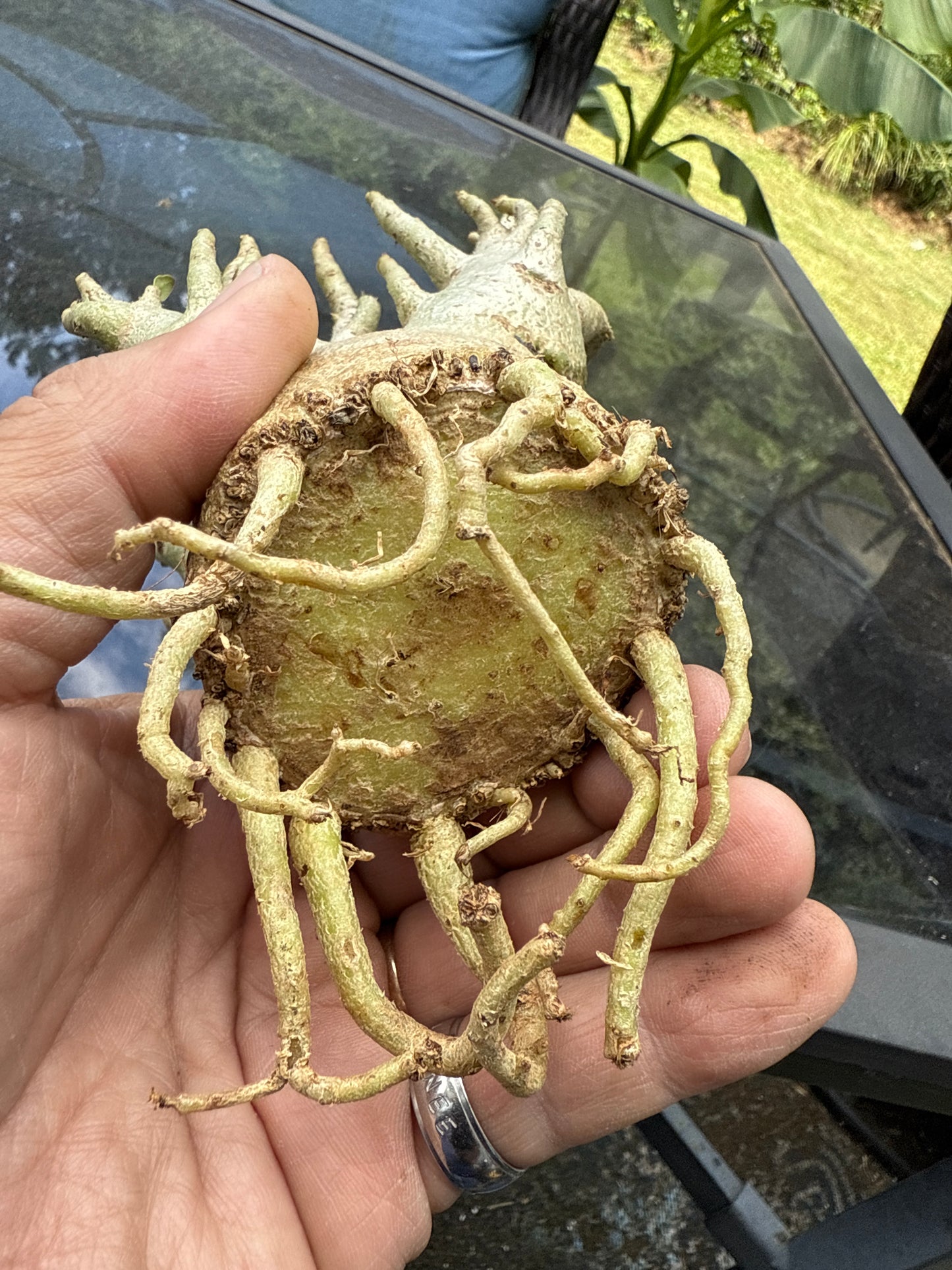 Adenium Thai Soco Arabicum hybrid