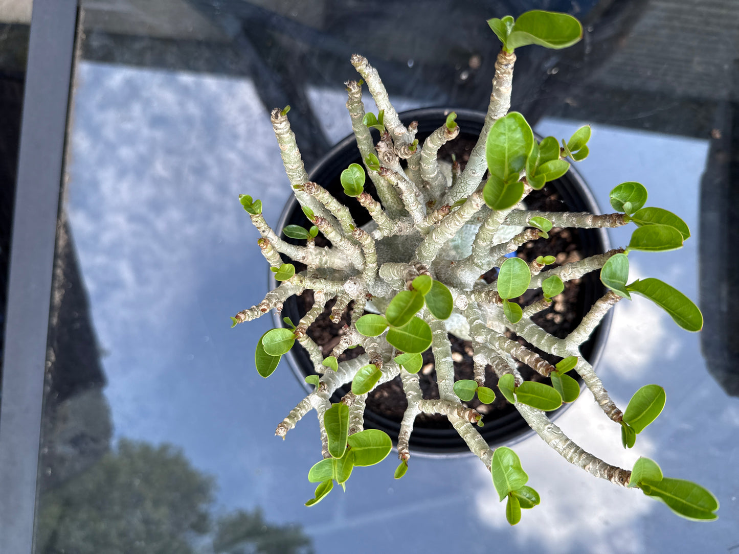 Adenium Arabicum Hybrid