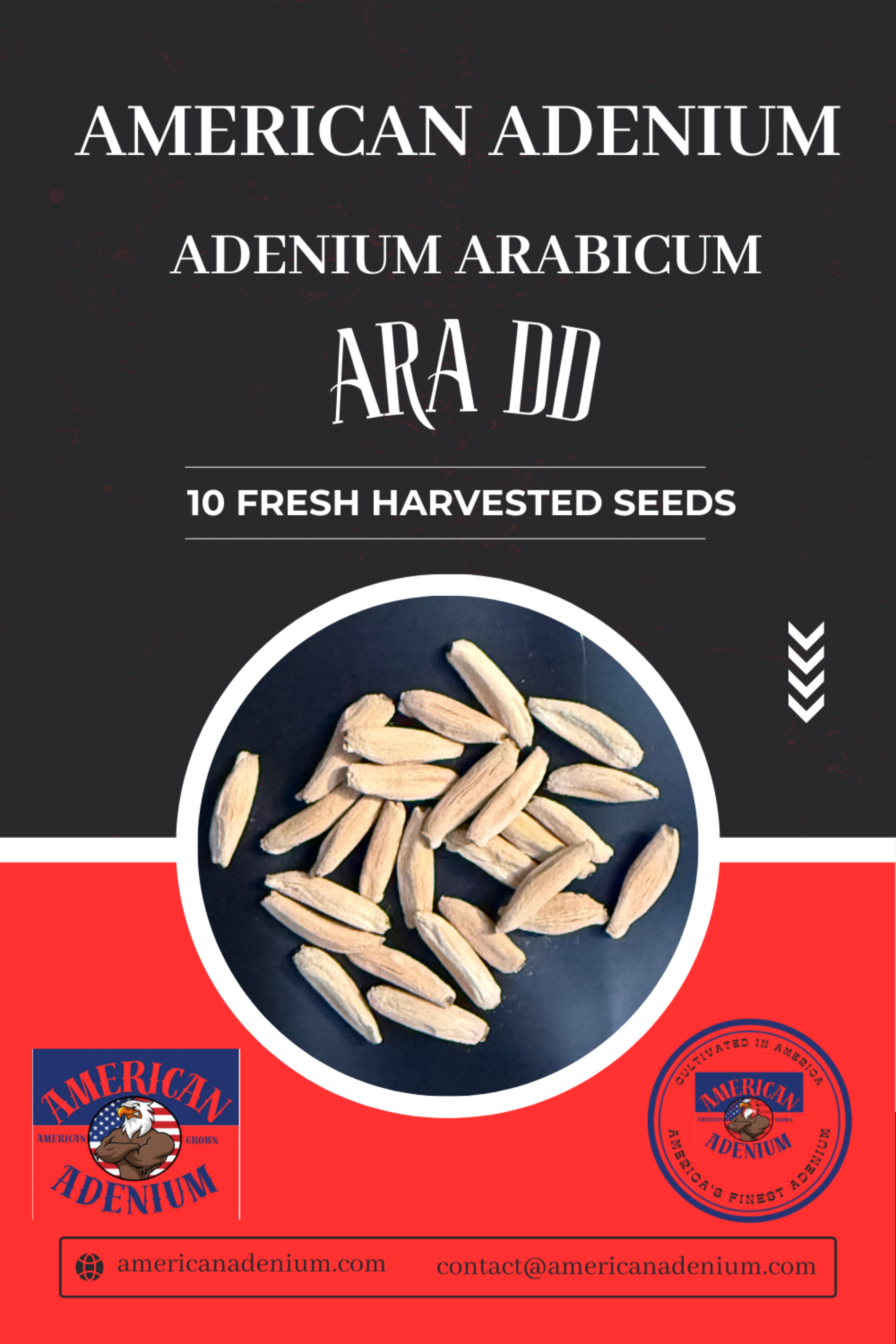 Adenium Arabicum Ara DD Seeds Qty 10 Seeds – American Adenium