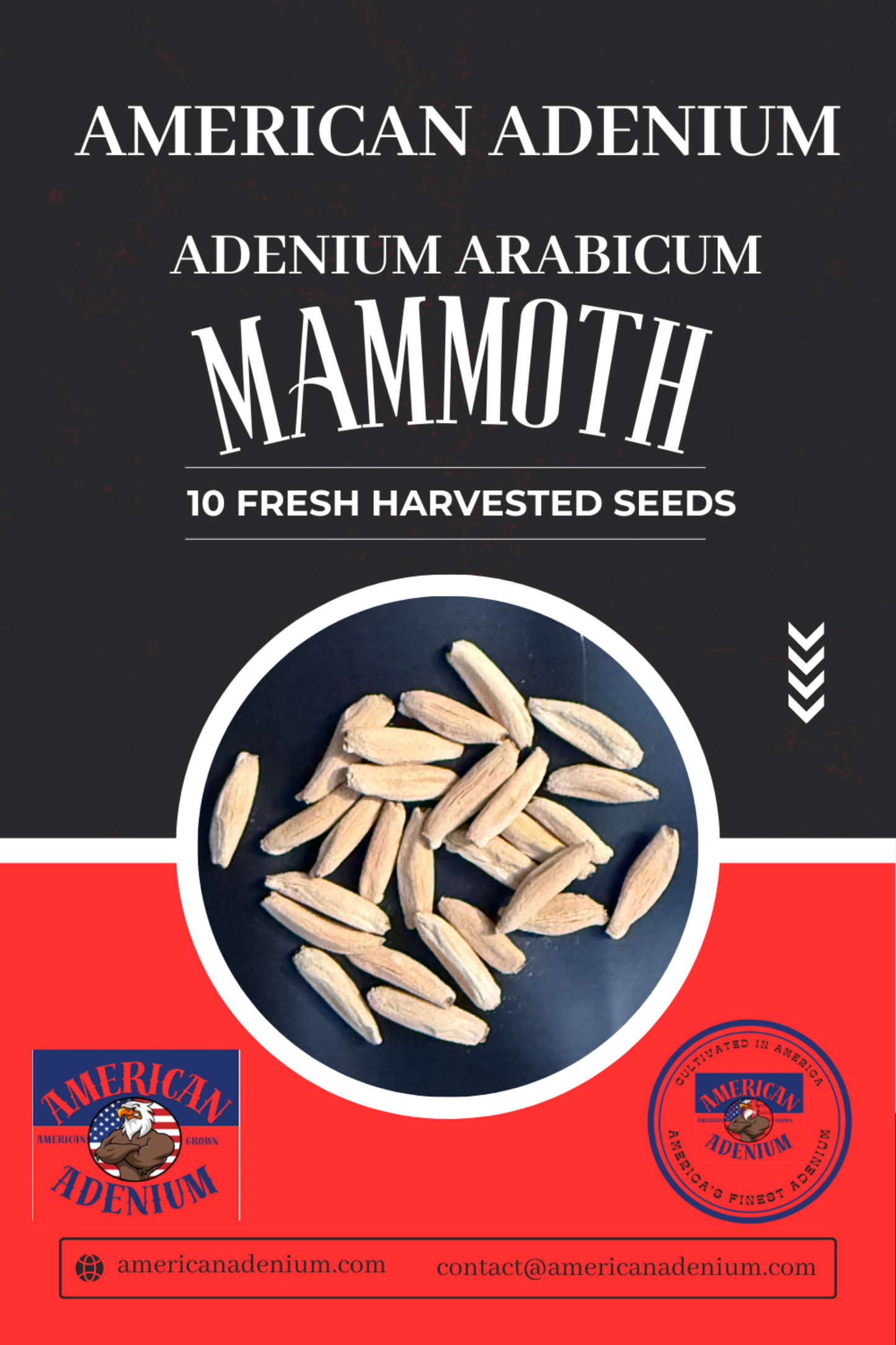 Adenium Arabicum Mammoth Seeds Qty 10