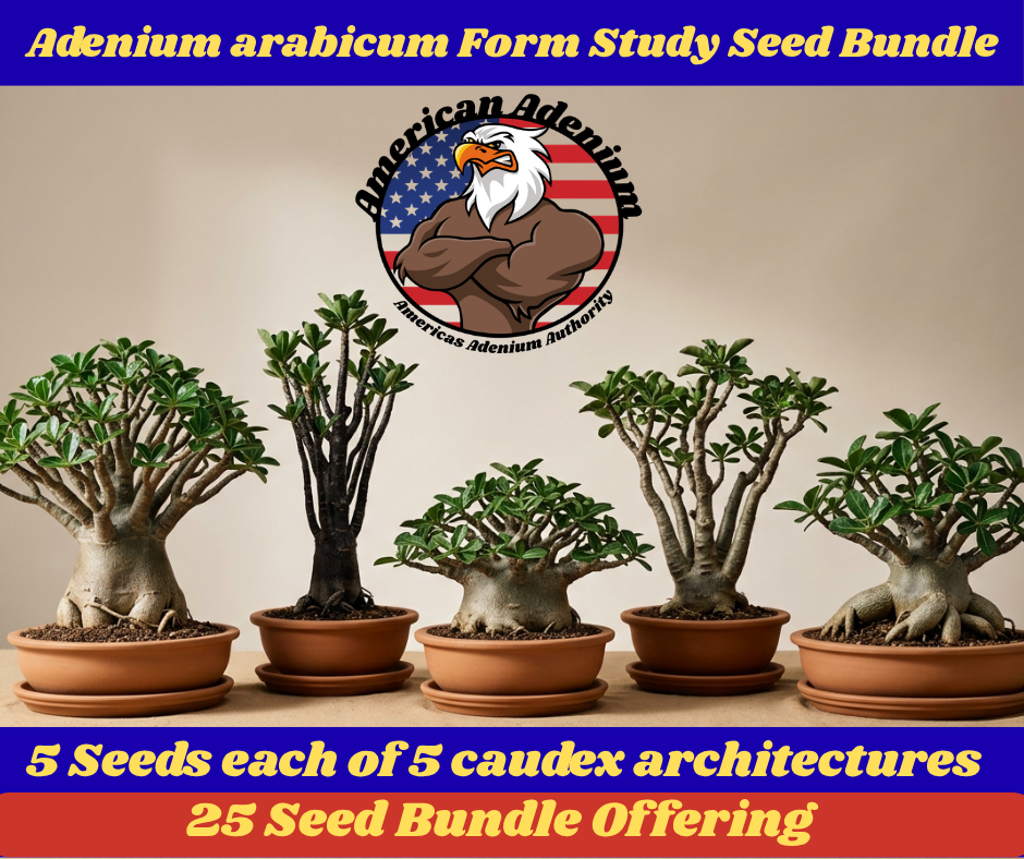 Five mature Adenium arabicum specimens in a row showing dome-crown, upright, flat pancake, multi-trunk and lateral caudex forms