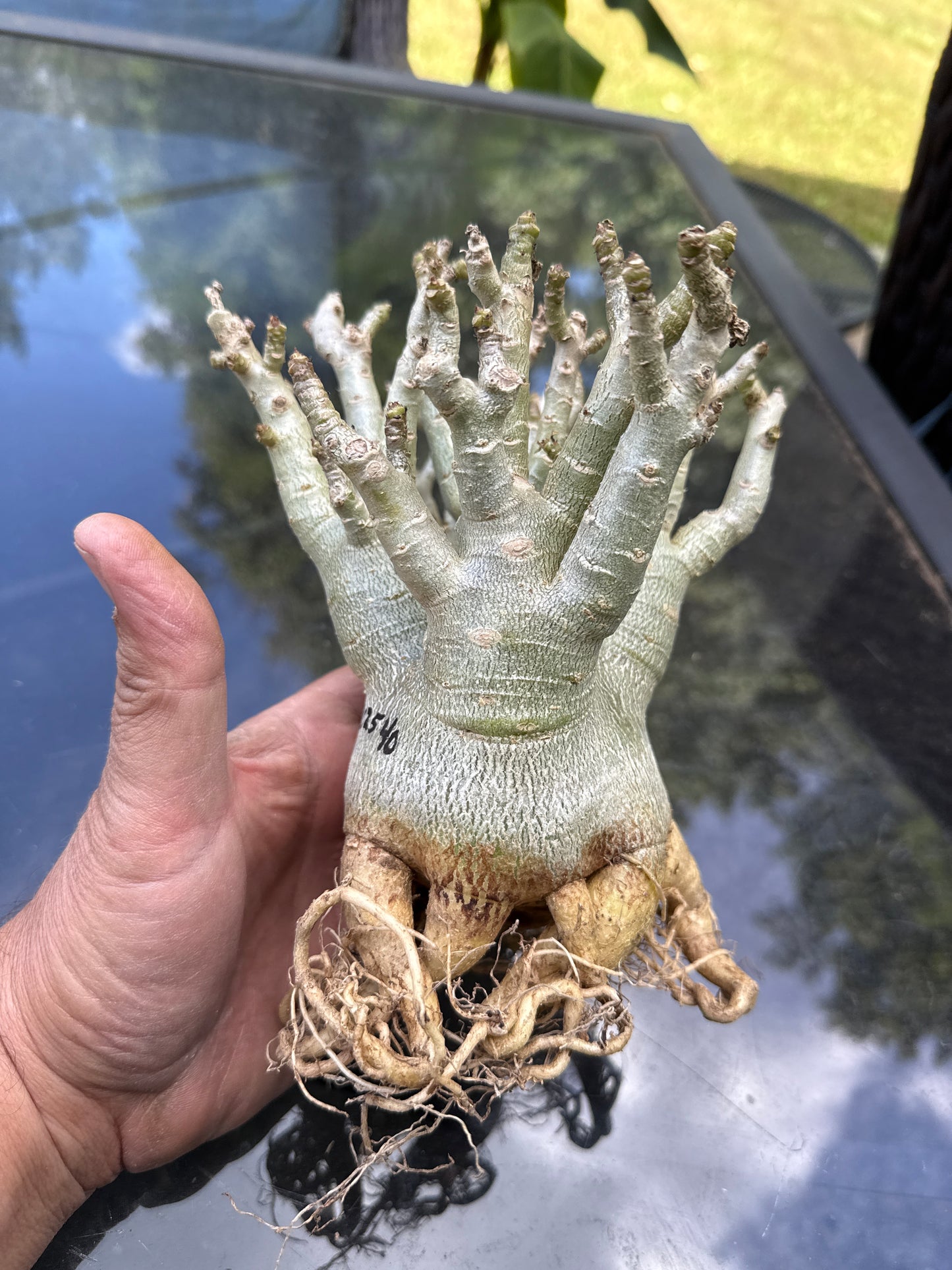 Adenium Thai Socotranum Arabicum