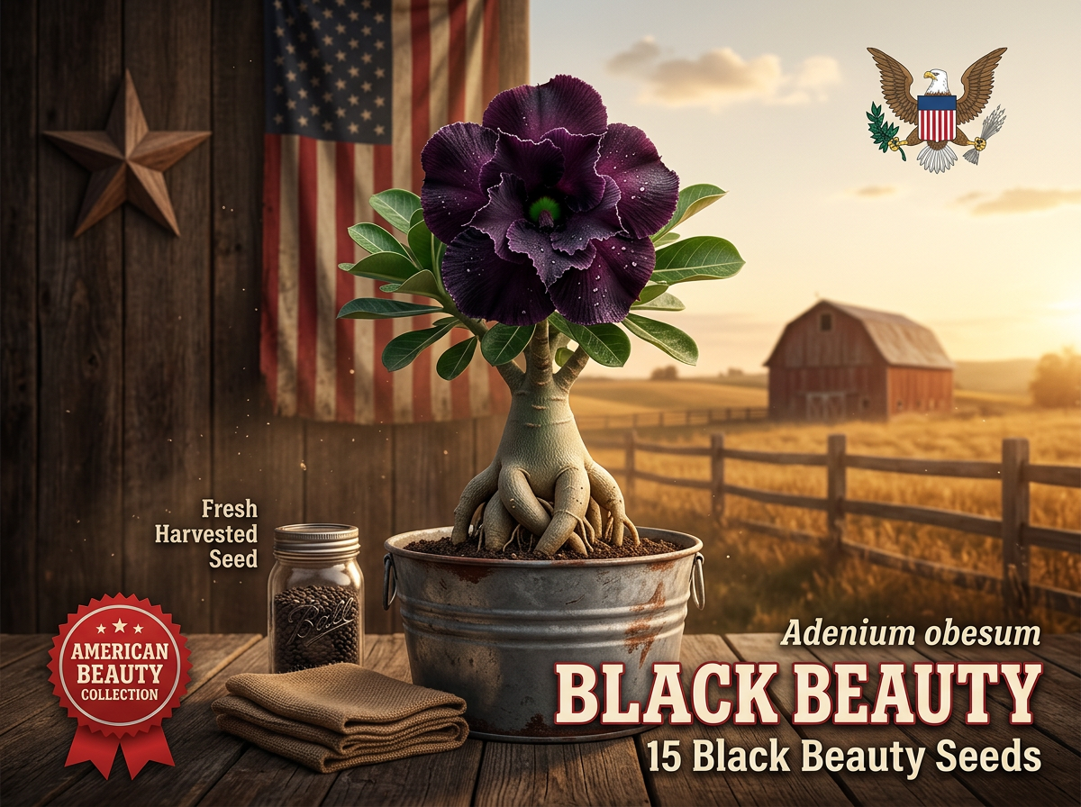 Black Beauty Adenium obesum seeds 15ct