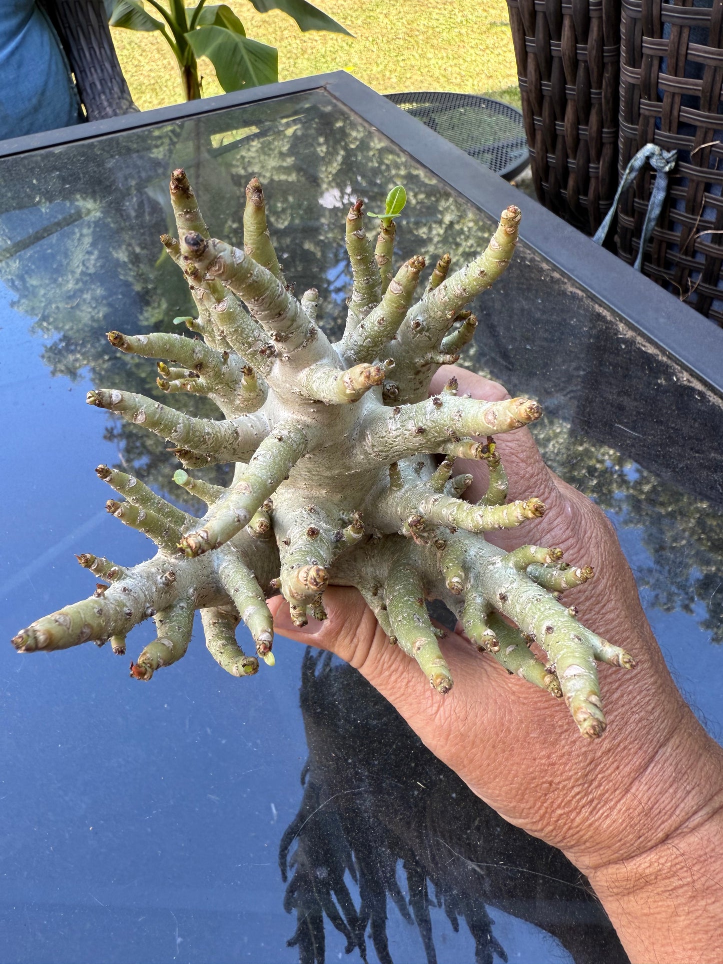 Adenium Thai Soco Arabicum hybrid