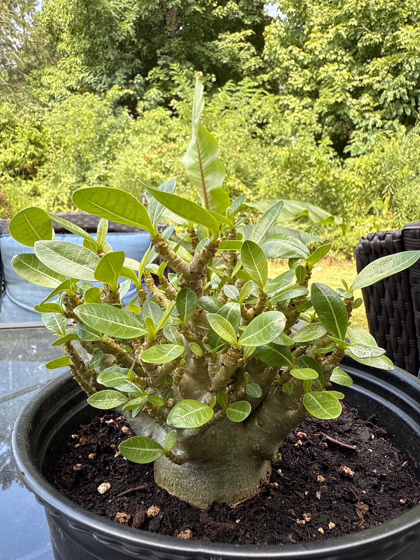 Adenium Arabicum Hybrid