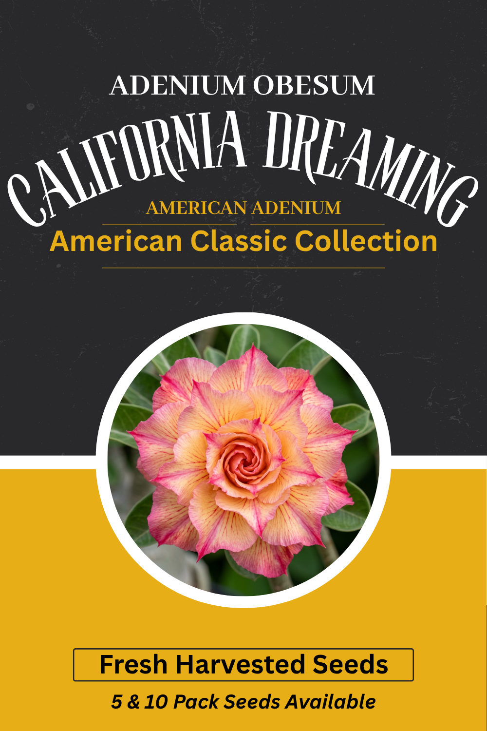Adenium obesum 'California Dreaming' Seeds