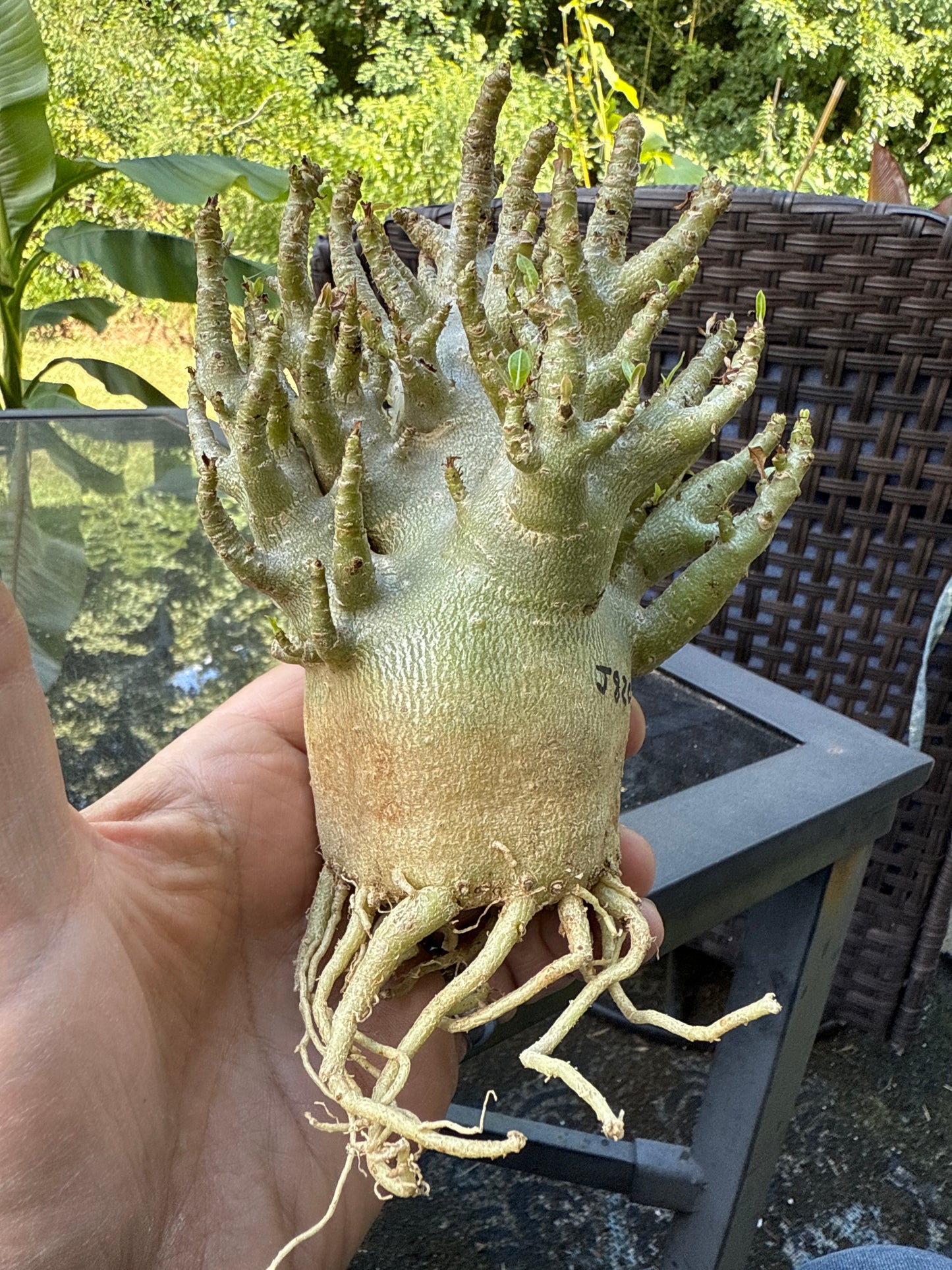 Adenium Thai Socotranum Arabicum Hybrid