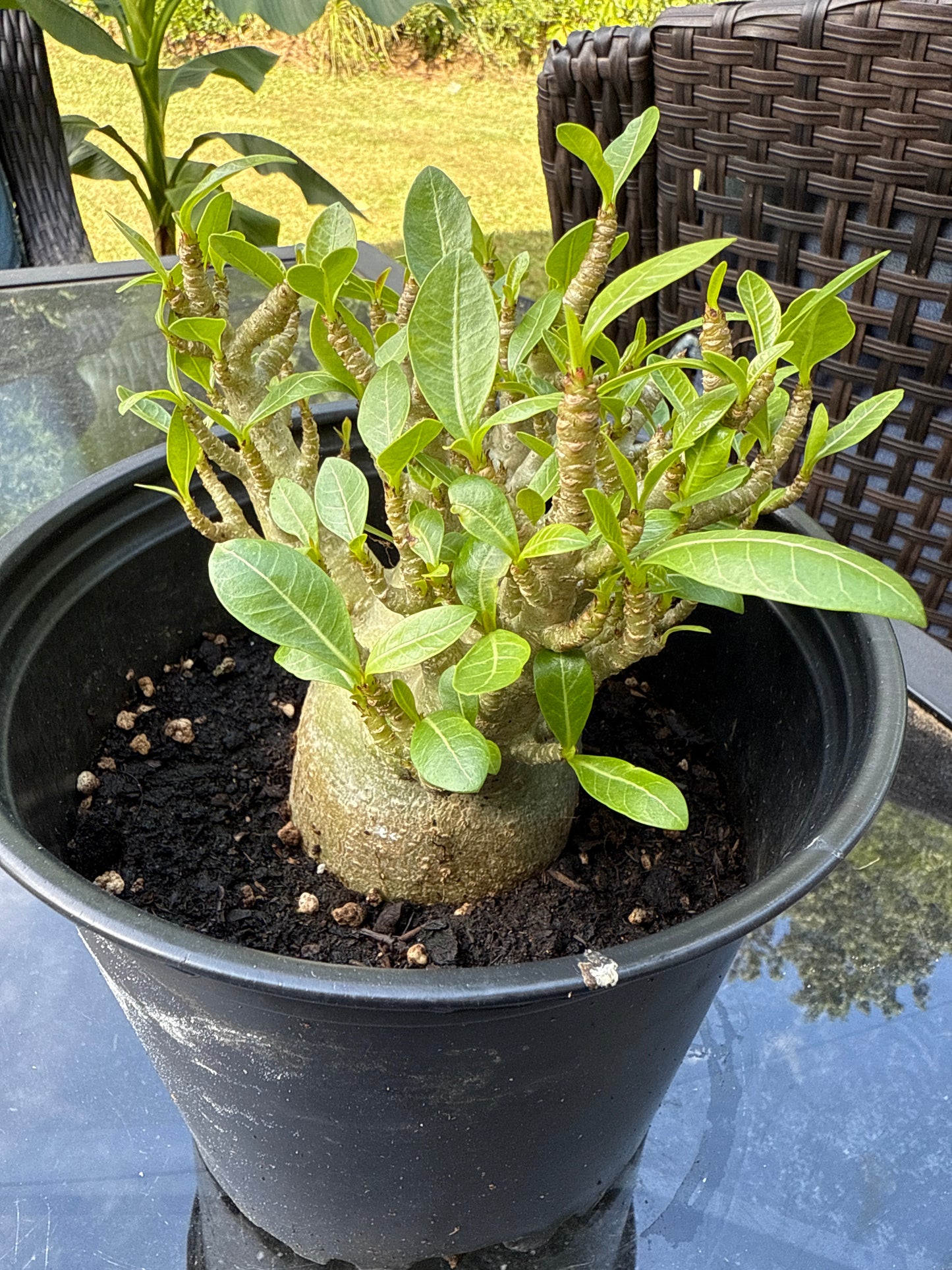 Adenium Arabicum Hybrid