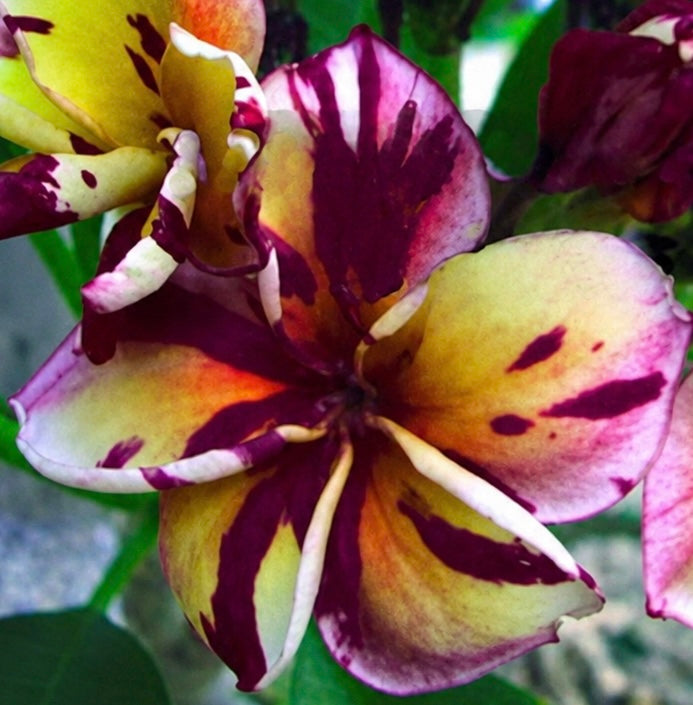 Plumeria rubra 'Black Cyclone' — Open-Pollinated Tropical Seeds 10 Seed Pack