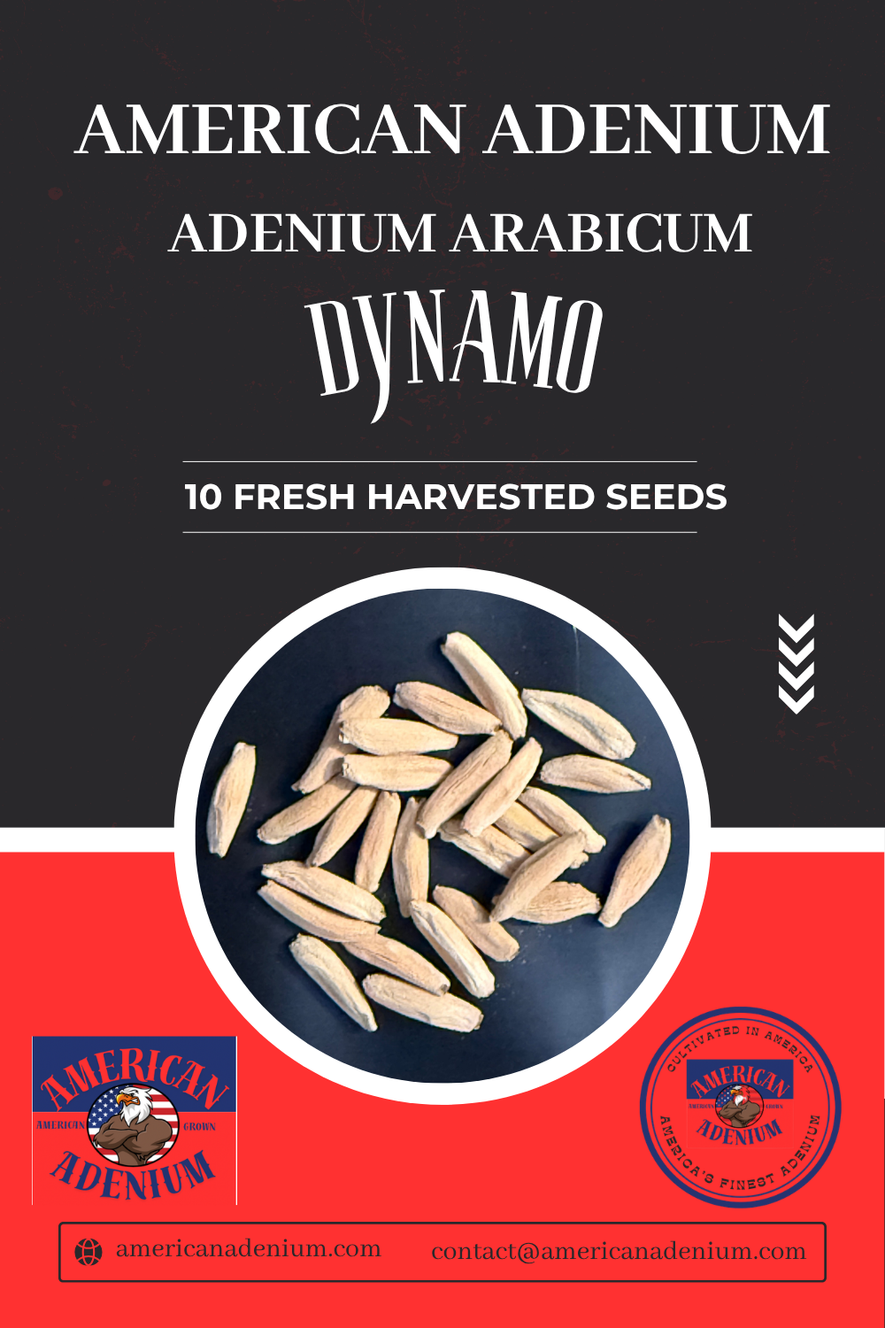 Adenium arabicum ‘Dynamo’ — Collector Seed Pack | 10 Seeds