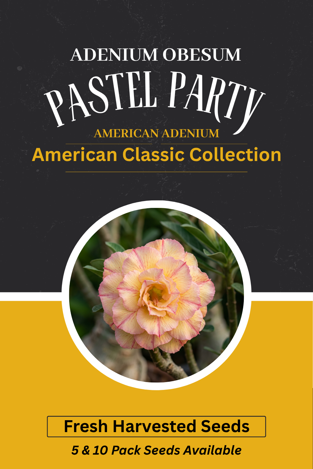 Adenium obesum 'Pastel Party' Seeds