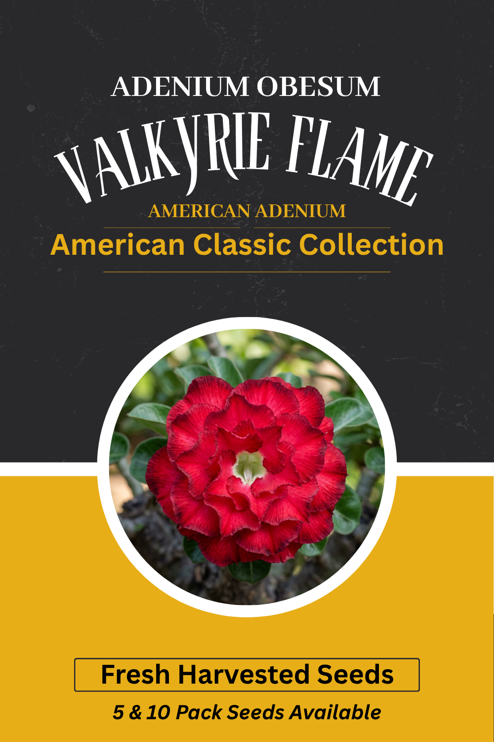 Adenium obesum 'Valkyrie Flame' Seeds
