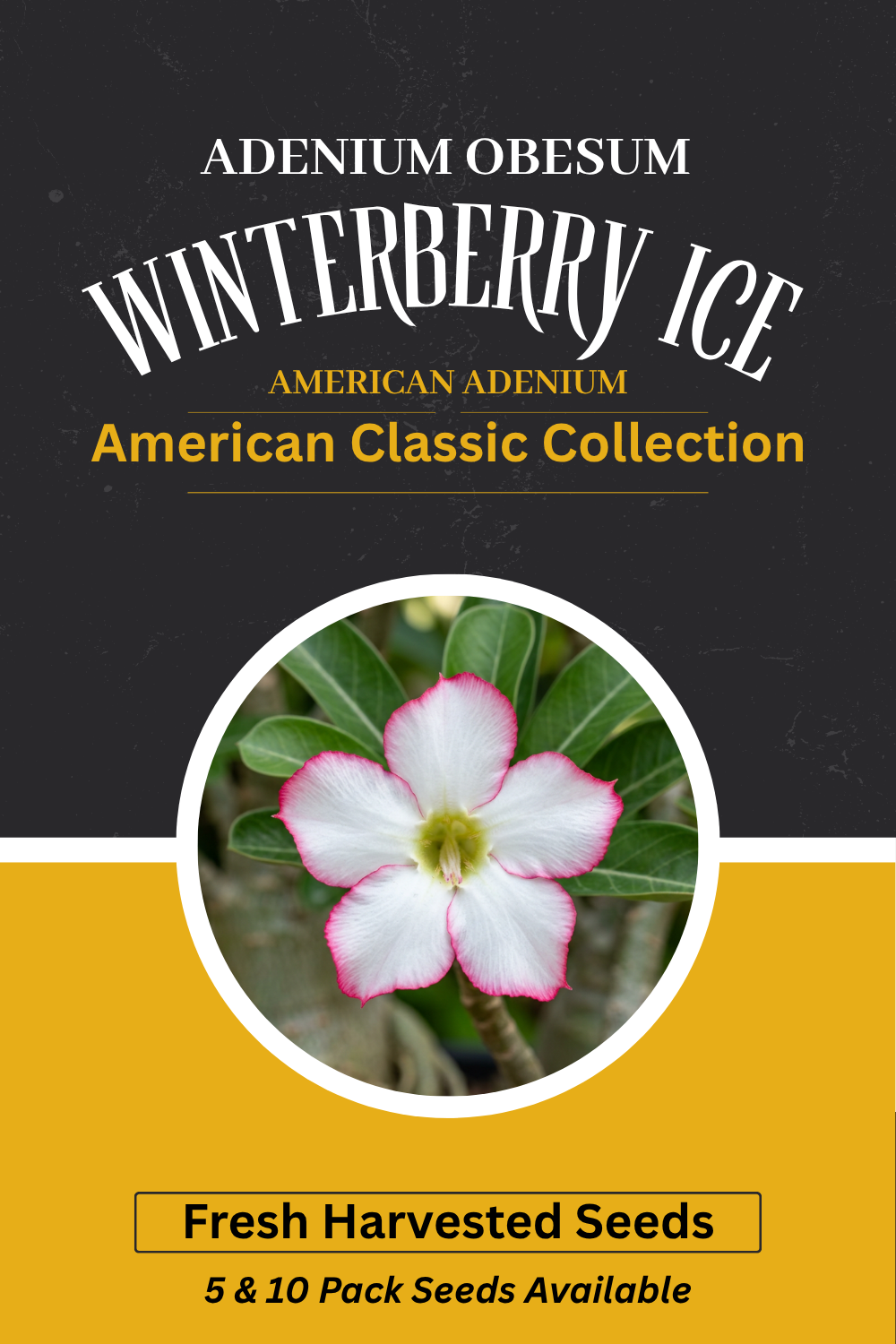 Adenium obesum 'Winterberry Ice' Seeds