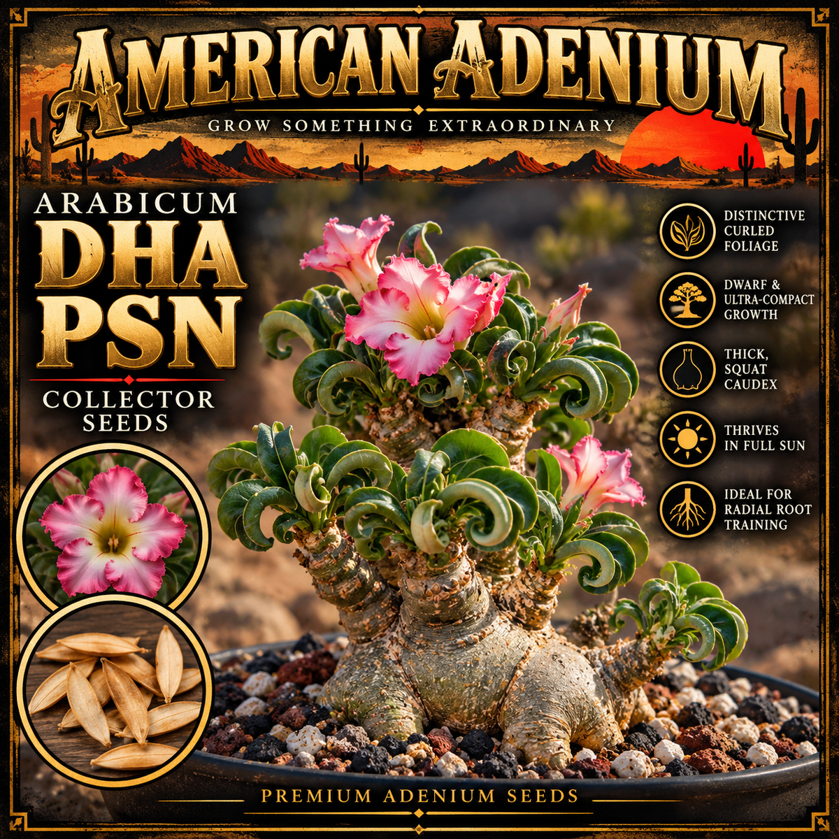 Illustrative DHA PSN collector seed artwork; mature plant and flower traits are not guaranteed
