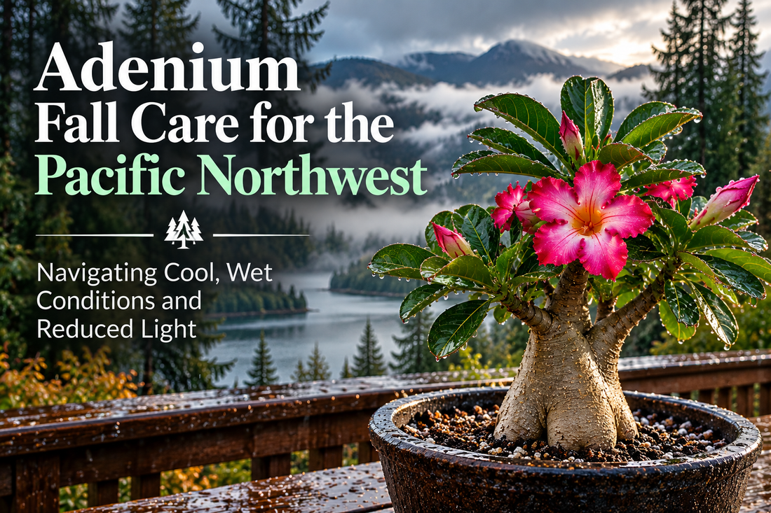 When Summer Watering Turns Dangerous: Pacific Northwest Adenium Fall Guide