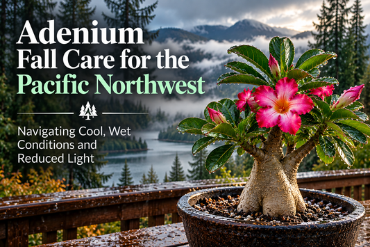 When Summer Watering Turns Dangerous: Pacific Northwest Adenium Fall Guide
