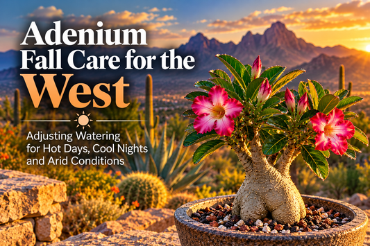 When Summer Watering Turns Dangerous: Western Adenium Fall Guide