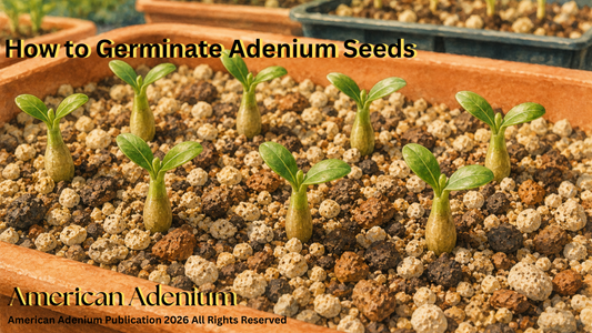 How to Germinate Adenium Seeds