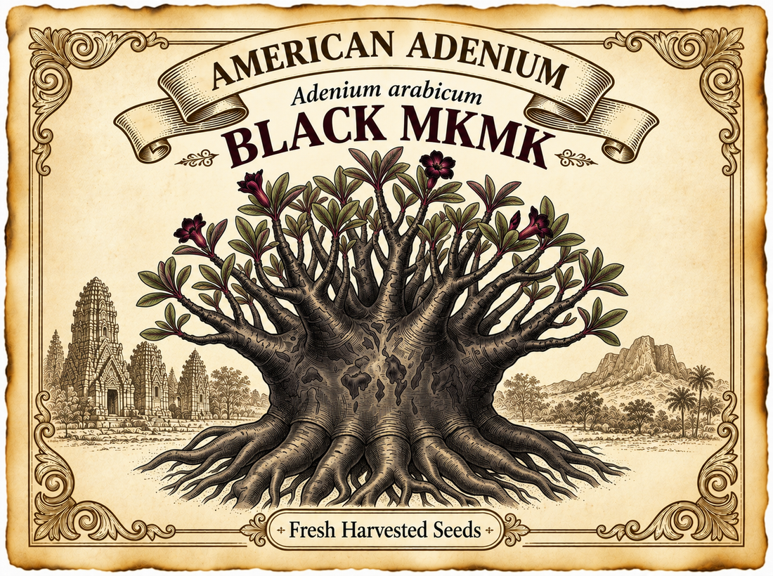 Adenium Arabicum 'Black MKMK'