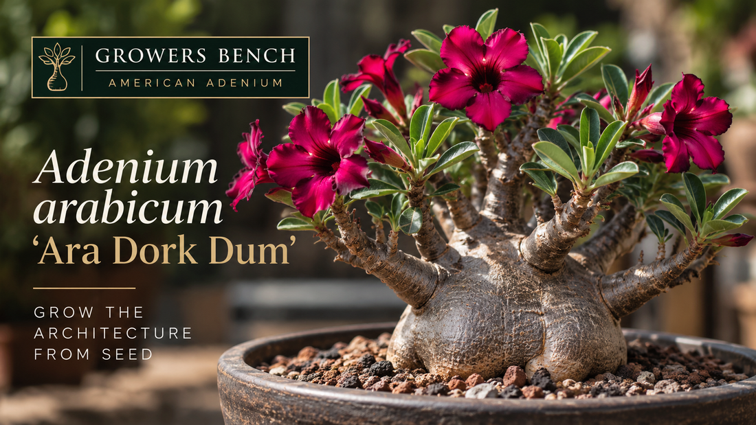 Growers Bench: Adenium arabicum ‘Ara Dork Dum’ — Grow the Architecture From Seed