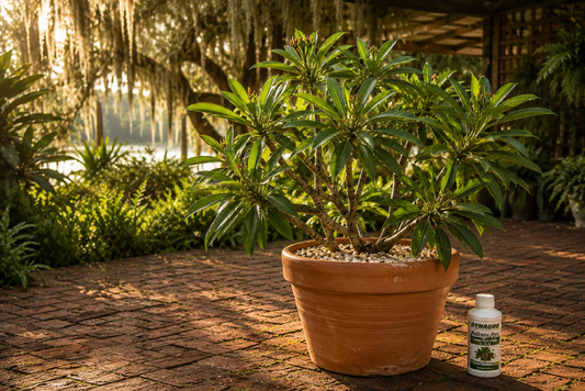 How to Fertilize Plumeria on the Gulf Coast — North of Zone 10