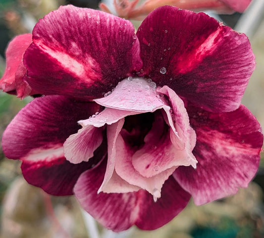 What is a Desert Rose