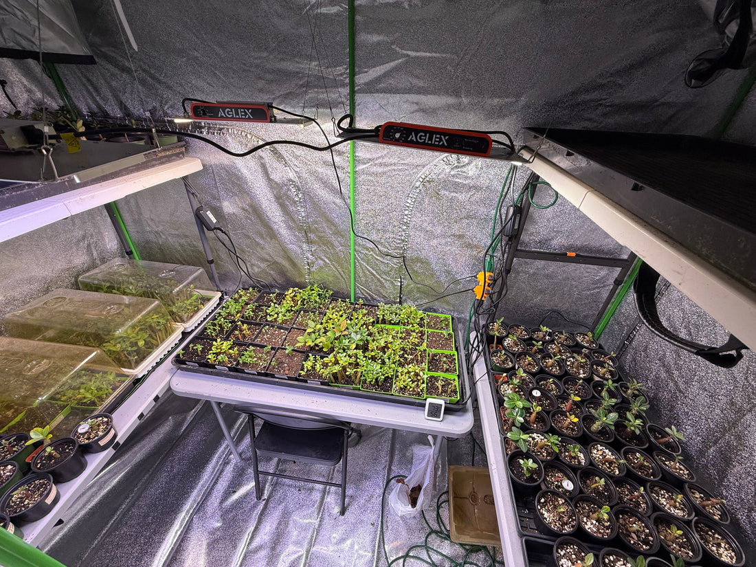 Should You Keep Your Adenium Growing All Winter?