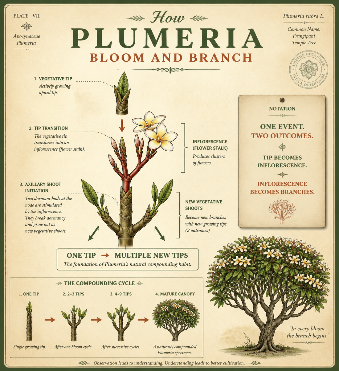 How Plumeria Bloom and Branch at the Same Time — and Why It Matters