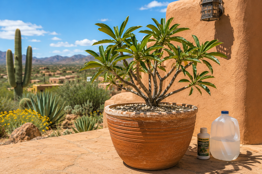How to Fertilize Plumeria in Western Containers