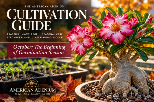 Adenium cultivation guide for indoor watering and seasonal care