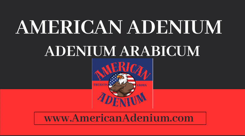 Adenium Arabicum Seeds — Named Thai Varieties