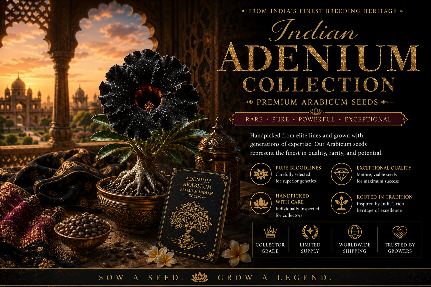 Indian Arabicum Seeds