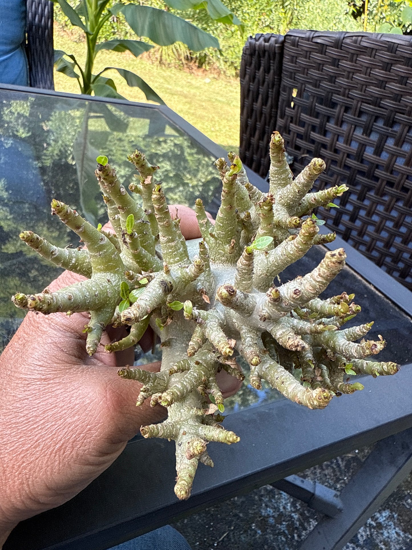 Adenium Thai Socotranum Arabicum Hybrid