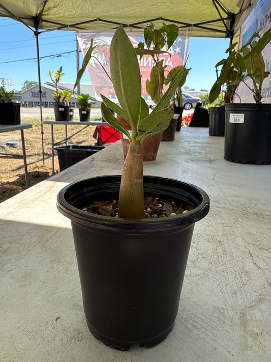Adenium Arabicum ’Hulk’