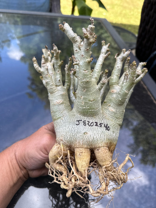 Adenium Thai Socotranum Arabicum