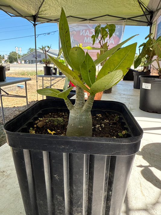 Adenium Arabicum Hybrid