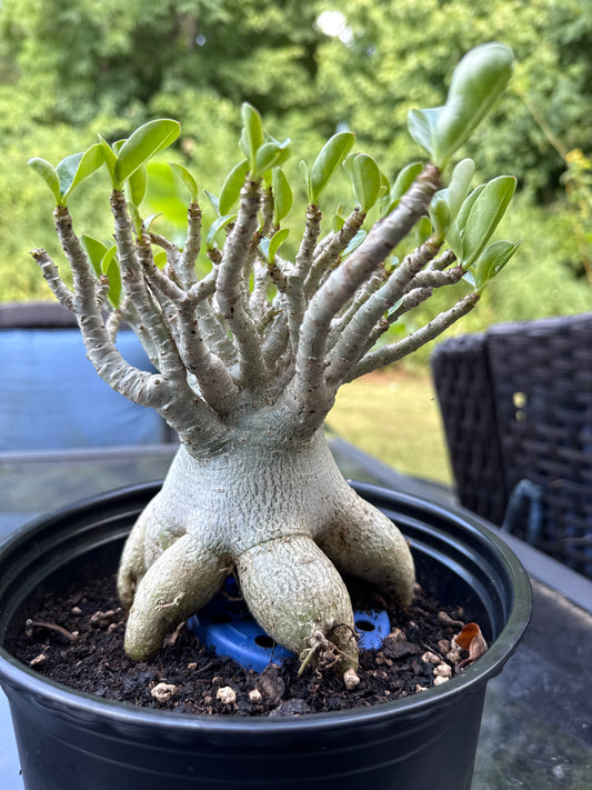 Adenium Arabicum Hybrid
