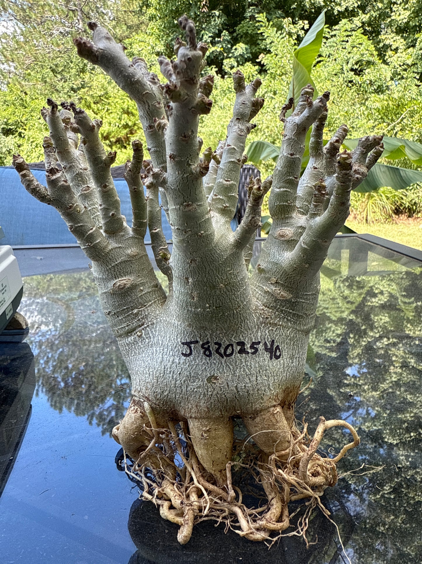 Adenium Thai Socotranum Arabicum