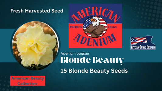 Blonde Beauty Adenium obesum seeds 15ct