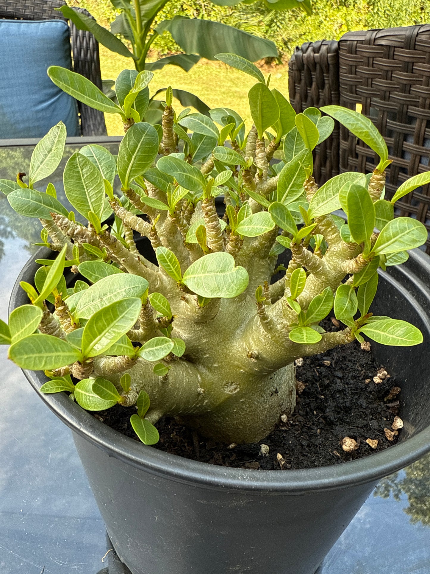 Adenium Arabicum Hybrid